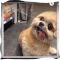 the cutest puppy in the world